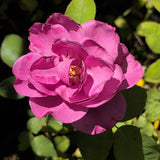Heirloom Rose - C&J Gardening Center