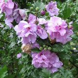Hibiscus - Ardens Rose of Sharon