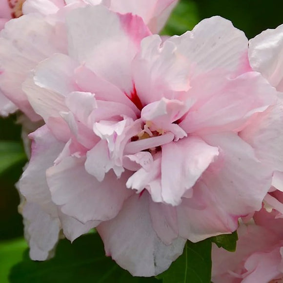 Hibiscus - Blushing Bridge Rose of Sharon