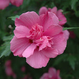 Hibiscus - Lucy Rose of Sharon