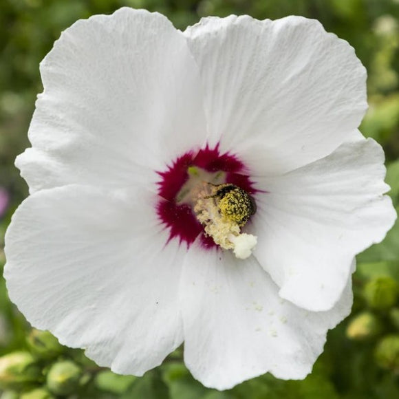 Hibiscus - Red Heart Rose of Sharon