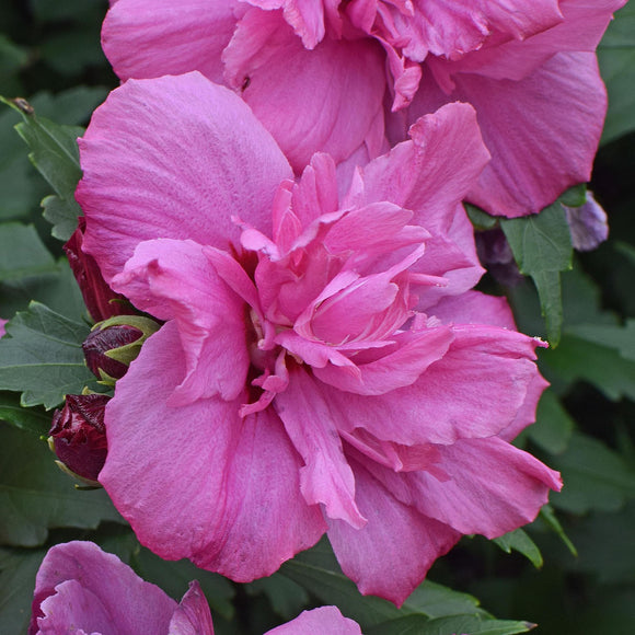 Hibiscus - Lucy Rose of Sharon