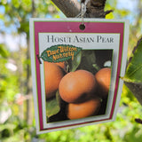 Hosui Asian Pear - C&J Gardening Center