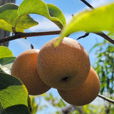 Hosui Asian Pear - C&J Gardening Center