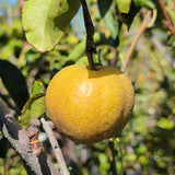 Hosui Asian Pear - C&J Gardening Center