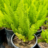 Foxtail Fern - C&J Gardening Center