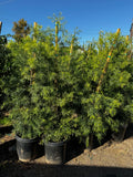 Fern Pine - Podocarpus gracilior