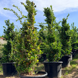 Wax Leaf Privet - C&J Gardening Center