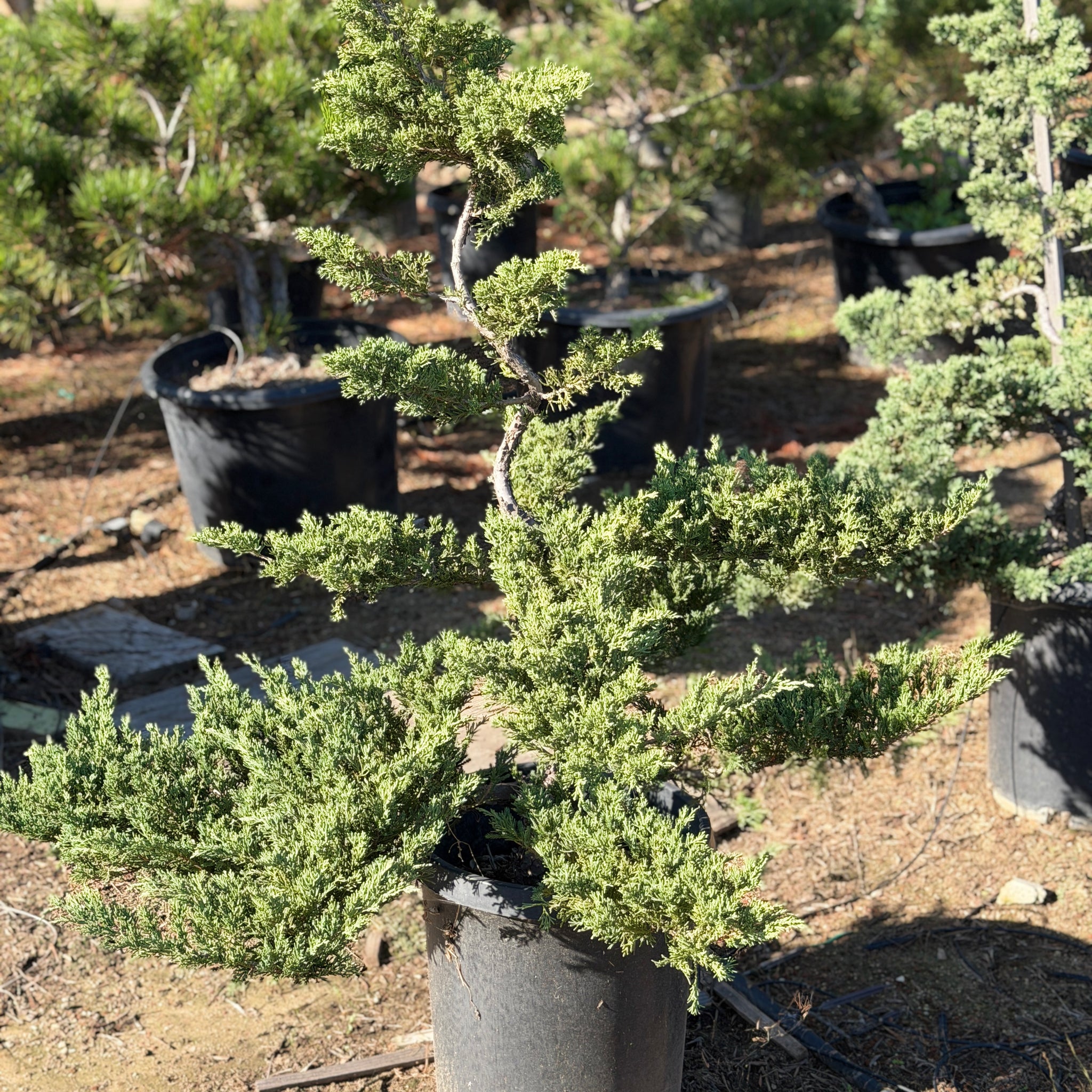 juniper bonsai tree for sale Bonsai Juniper Tree General Tree