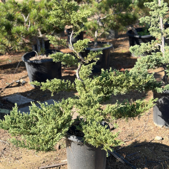 Japanese Garden Juniper Bonsai Tree