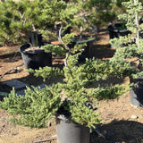 Japanese Garden Juniper Bonsai Tree