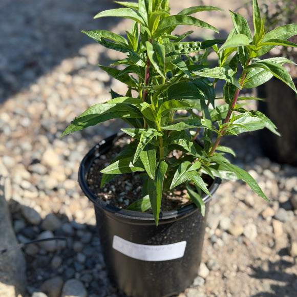 Purple Border Penstemon