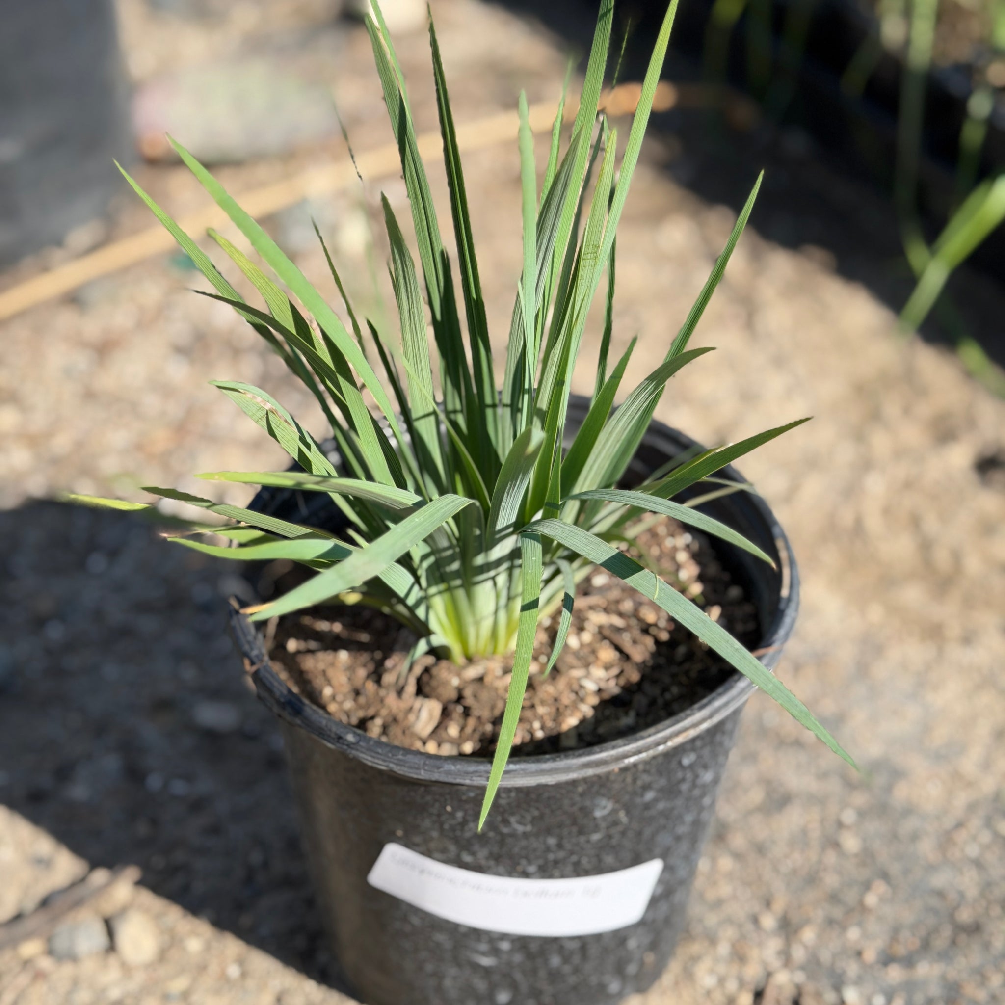 Blue-Eyed Grass | C&J Gardening Center