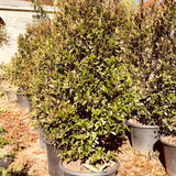 Carolina Cherry Laurel
