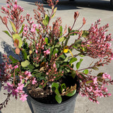 Pink Lady Indian Hawthorn