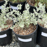Silver Lining Desert Lavender - C&J Gardening Center