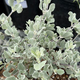 Silver Lining Desert Lavender - C&J Gardening Center