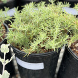 Hoary Fuchsia - Fine Leaf Form - C&J Gardening Center