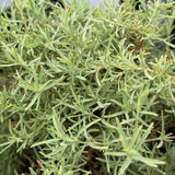 Hoary Fuchsia - Fine Leaf Form - C&J Gardening Center