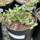 Valley Violet California Lilac - C&J Gardening Center