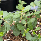 Valley Violet California Lilac - C&J Gardening Center
