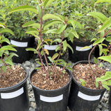 Laurel Sumac - C&J Gardening Center