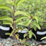Laurel Sumac - C&J Gardening Center