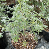 Silver Lupine - C&J Gardening Center