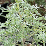 Silver Lupine - C&J Gardening Center