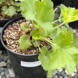 Island Alum Root - C&J Gardening Center