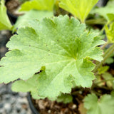 Island Alum Root - C&J Gardening Center