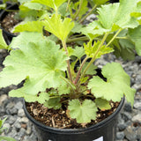 Island Alum Root - C&J Gardening Center