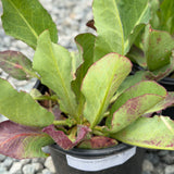 Yerba Mansa - C&J Gardening Center