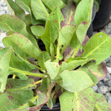 Yerba Mansa - C&J Gardening Center