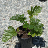 Bear's Breeches - Acanthus mollis - C&J Gardening Center