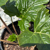 Bear's Breeches - Acanthus mollis - C&J Gardening Center