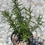 Woolly Blue Curls - C&J Gardening Center