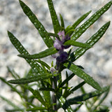 Woolly Blue Curls - C&J Gardening Center