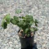 Chaparral Mallow - C&J Gardening Center