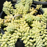 Burrito Burro's Tail - C&J Gardening Center