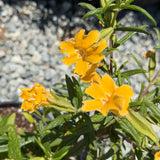 Jelly Bean Orange Monkeyflower - C&J Gardening Center