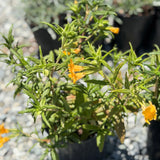 Jelly Bean Orange Monkeyflower - C&J Gardening Center