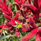 Red Kangaroo Paw - C&J Gardening Center