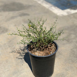 Deer Plant - C&J Gardening Center