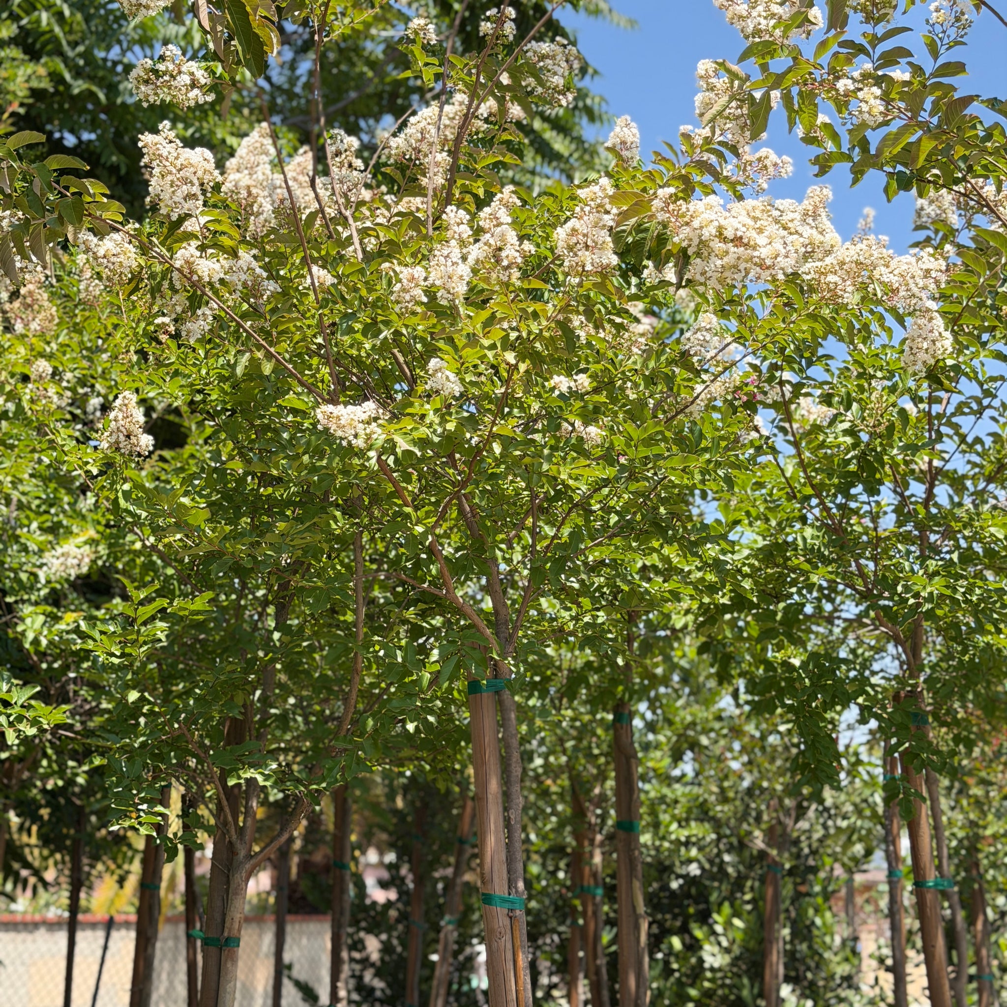 White Crape Myrtle | C&J Gardening Center