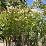 White Crape Myrtle - C&J Gardening Center