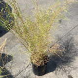 Bamboo Muhly - C&J Gardening Center