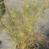 Bamboo Muhly - C&J Gardening Center
