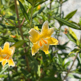 Eleanor Monkeyflower - C&J Gardening Center