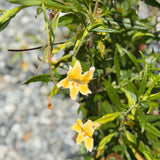 Eleanor Monkeyflower - C&J Gardening Center